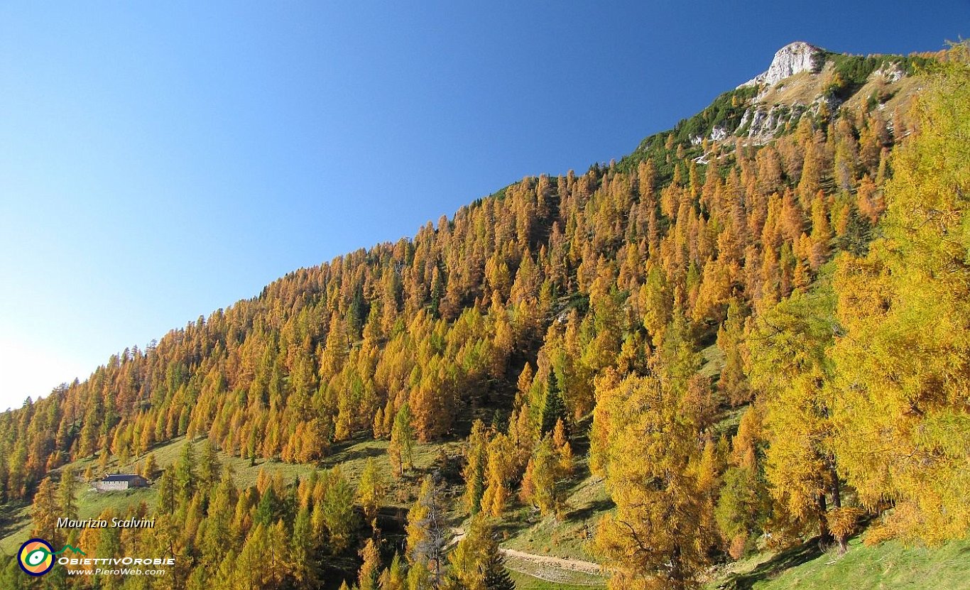 20 Il bellissimo lariceto del Pizzo Badile, versione del 24 8bre....JPG